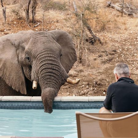 Isambane Camp Balule Game Reserve Exterior foto