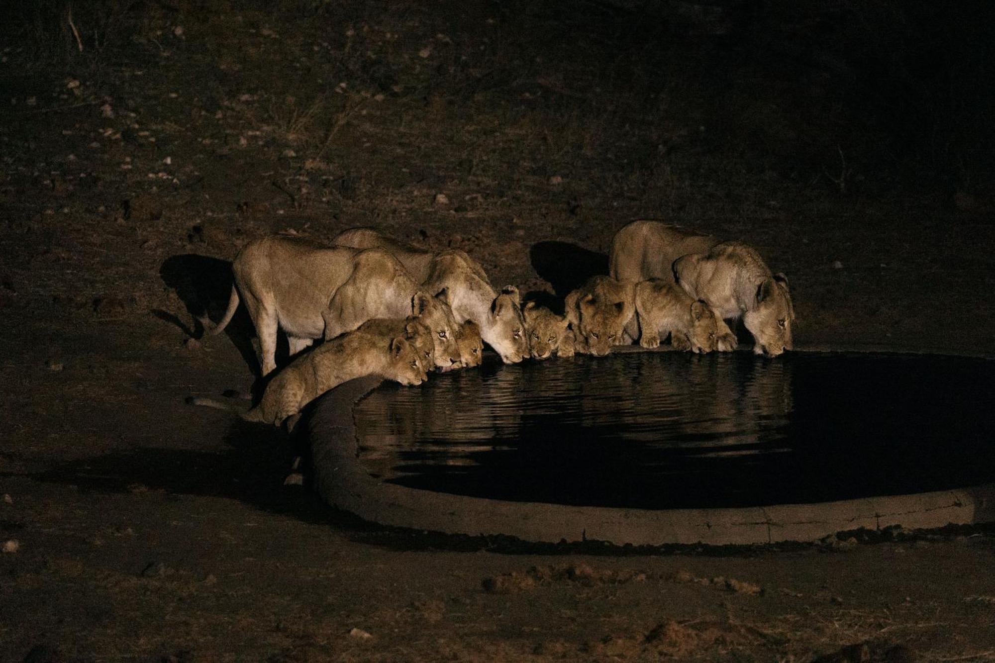 Isambane Camp Balule Game Reserve Exterior foto