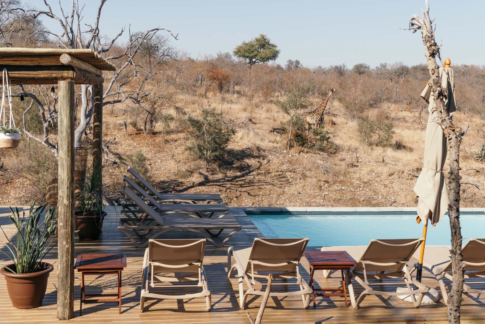 Isambane Camp Balule Game Reserve Exterior foto