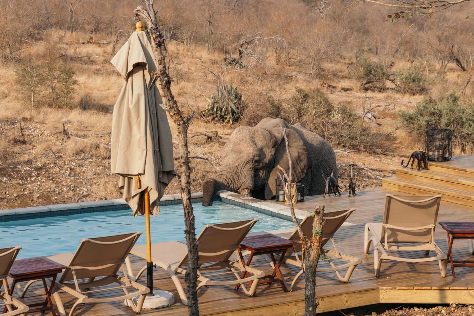 Isambane Camp Balule Game Reserve Exterior foto